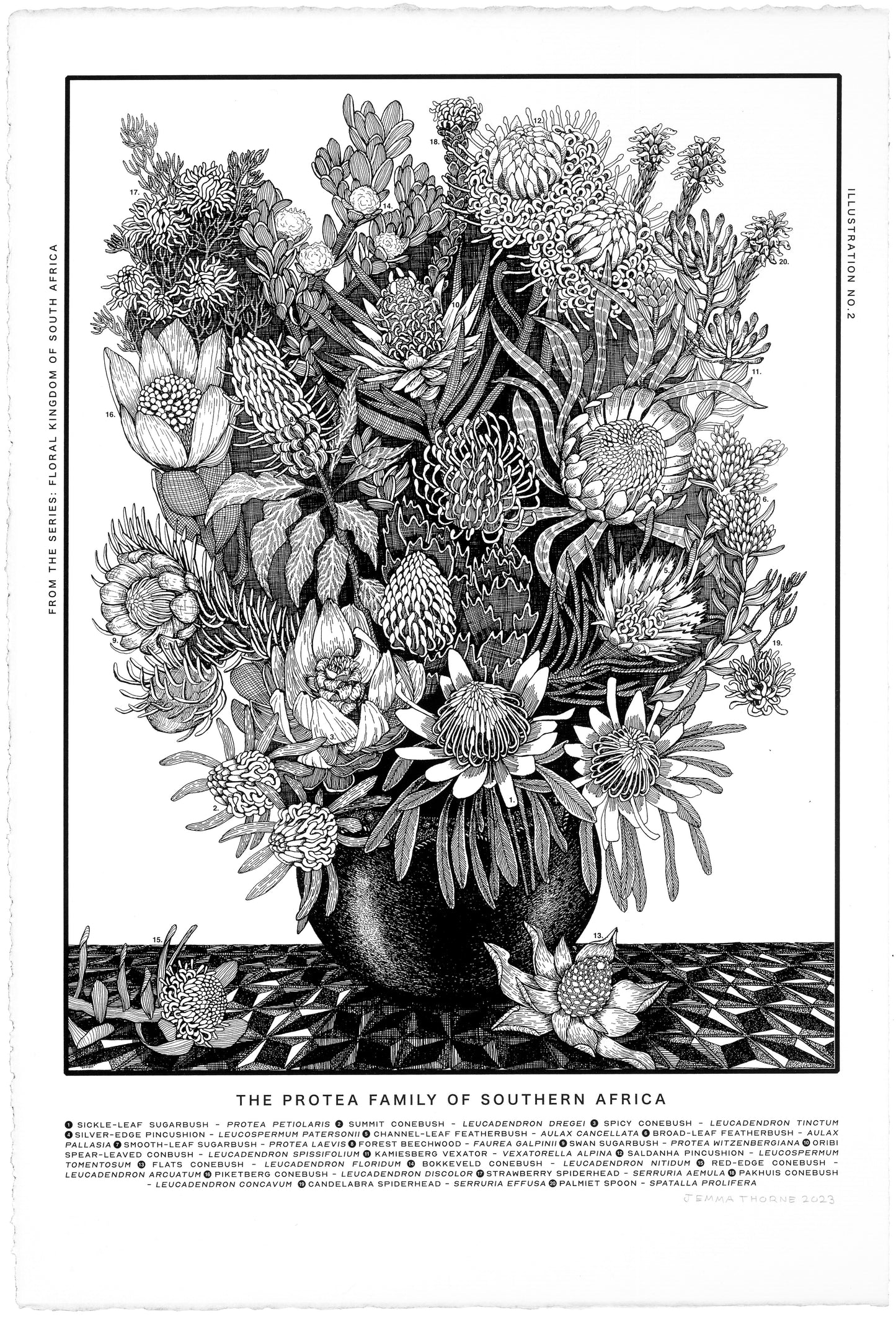 Floral Kingdom Print - The Protea Family of Southern Africa