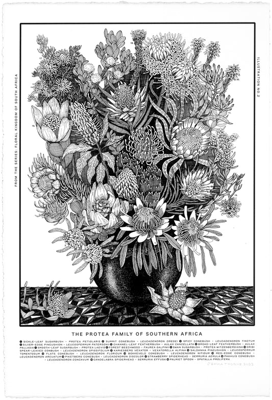 Floral Kingdom Print - The Protea Family of Southern Africa