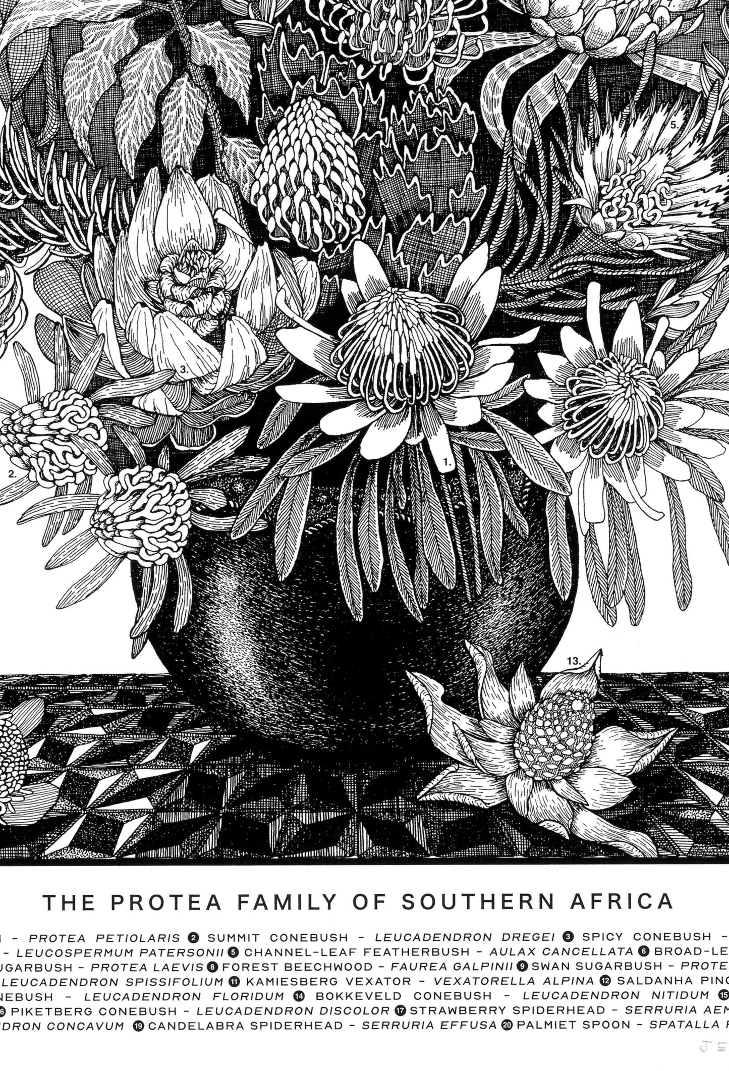 Floral Kingdom Print - The Protea Family of Southern Africa