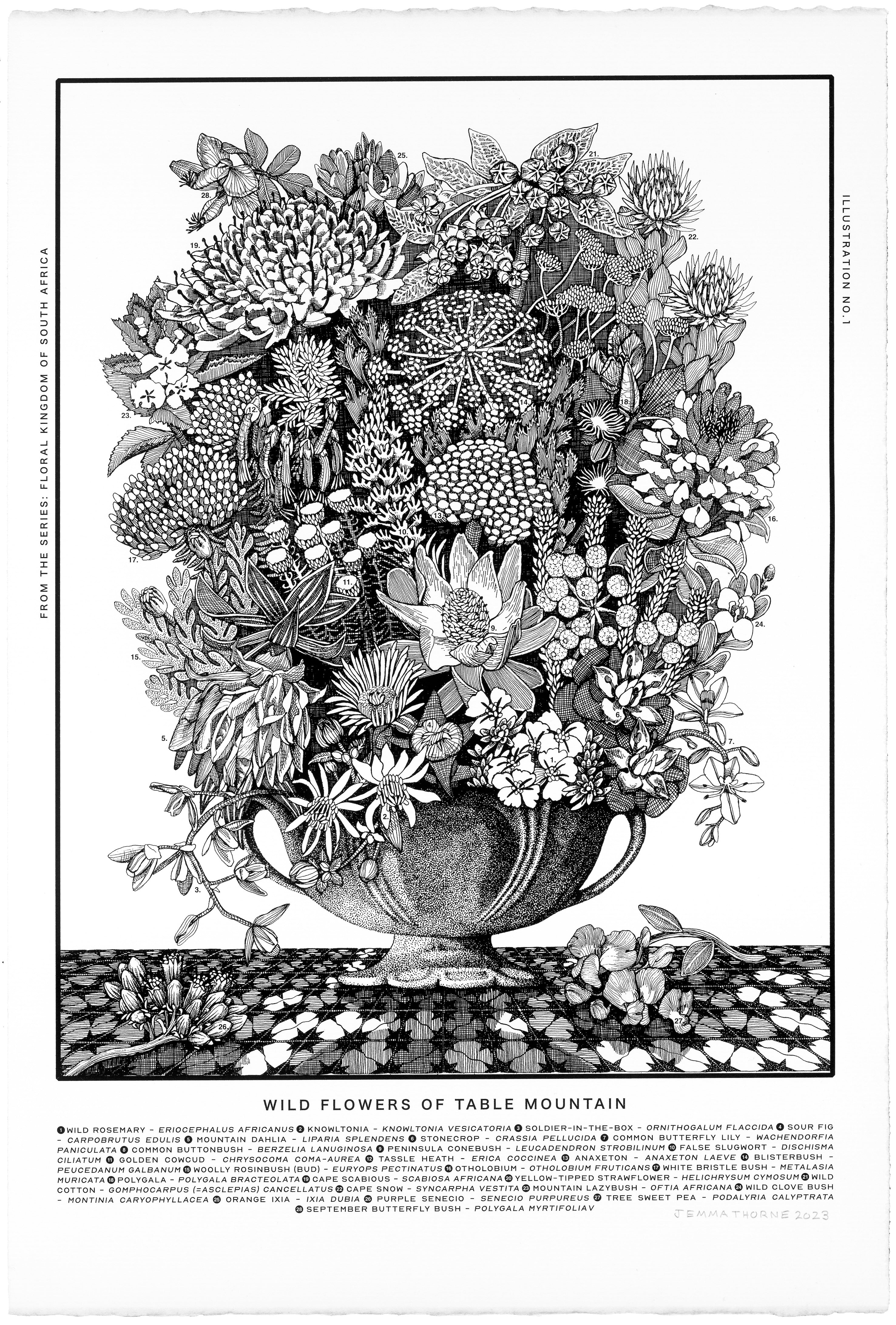Floral Kingdom Print - Wild Flowers of Table Mountain – Thorne