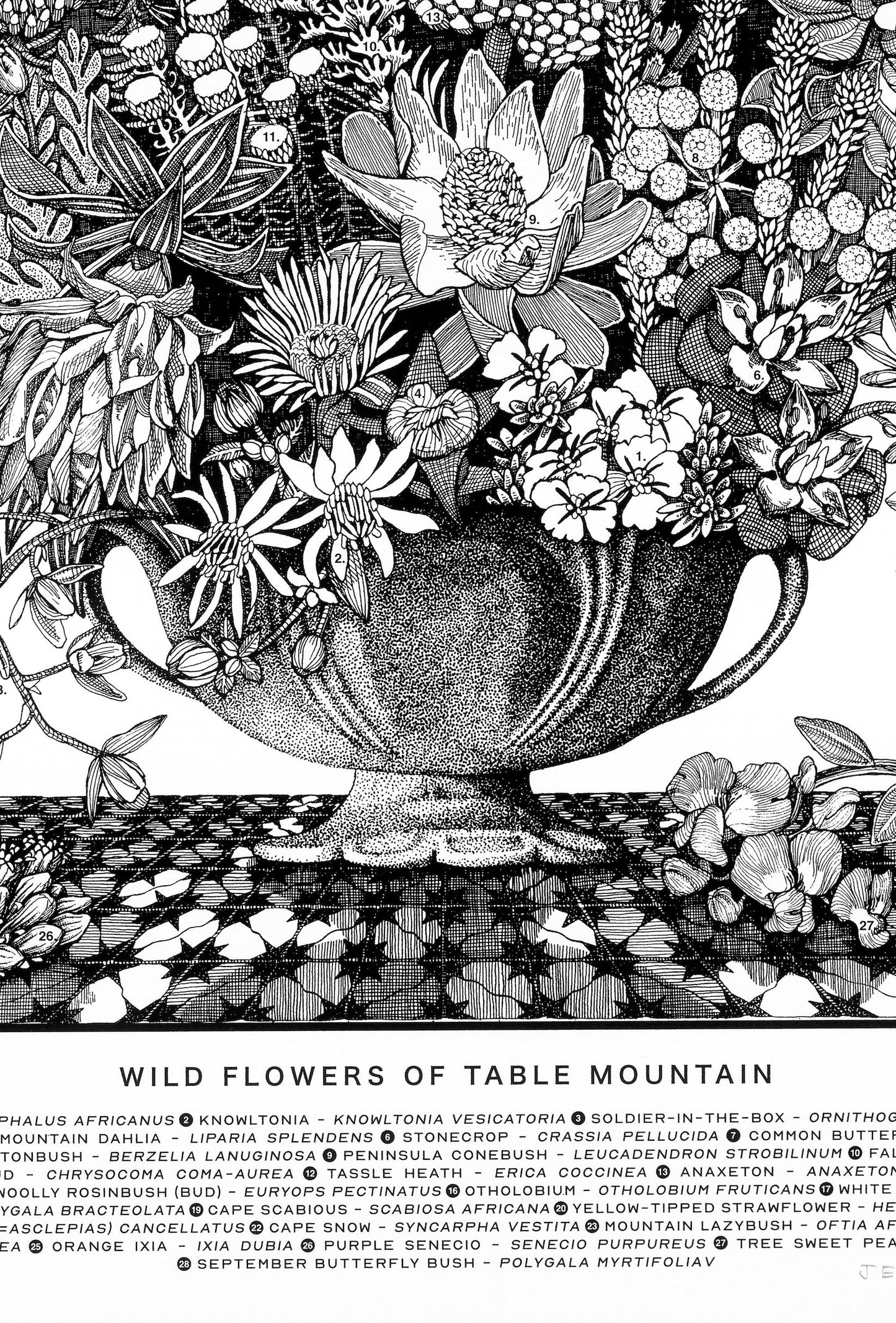Floral Kingdom Print - Wild Flowers of Table Mountain
