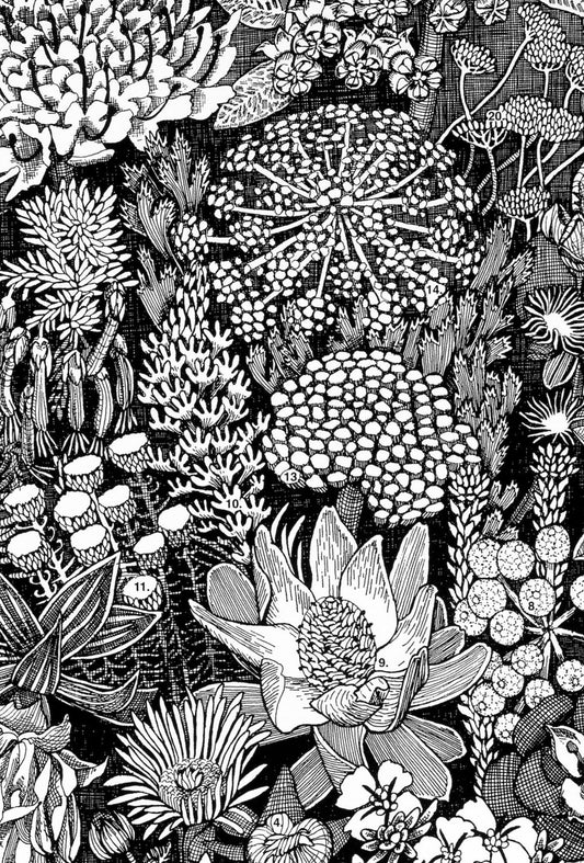 Floral Kingdom Print - Wild Flowers of Table Mountain