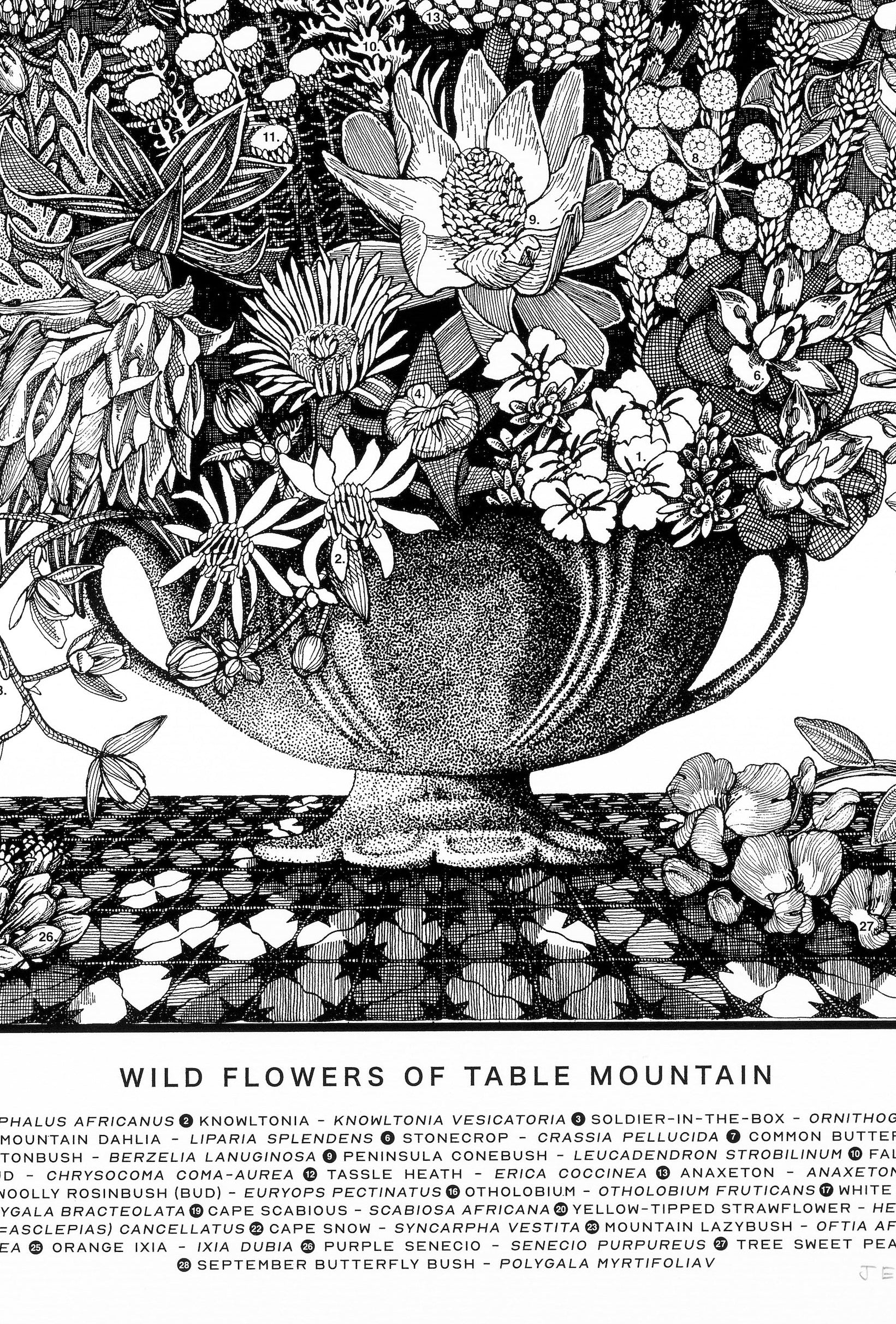 Floral Kingdom Print - Wild Flowers of Table Mountain – Thorne